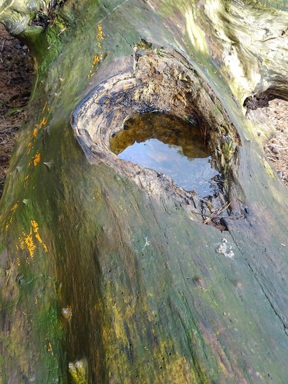 Natuurlijk drinkbakje.