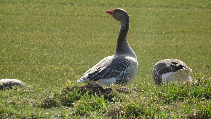 Grauwe gans.
