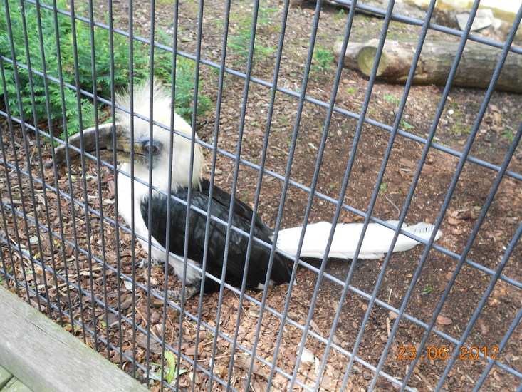 Langkuif neushoornvogel.