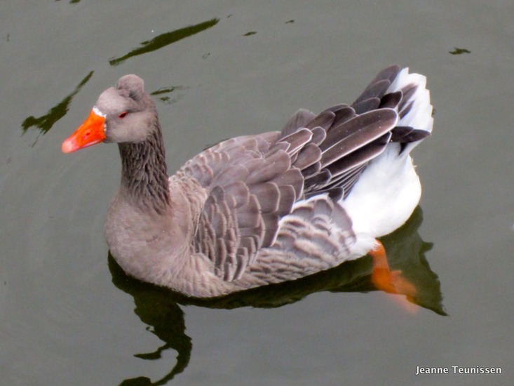 Amerikaanse Buff gans.