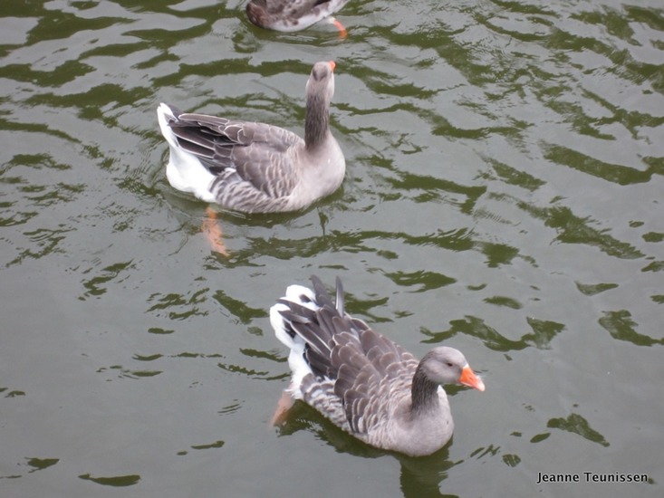 Amerikaanse Buff gans.