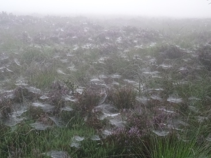 Mistige ochtend op de hei.