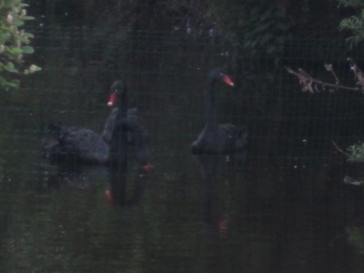 Zwarte Zwanen in het donker.