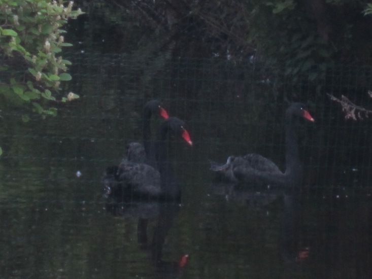 Zwarte Zwanen in het donker.