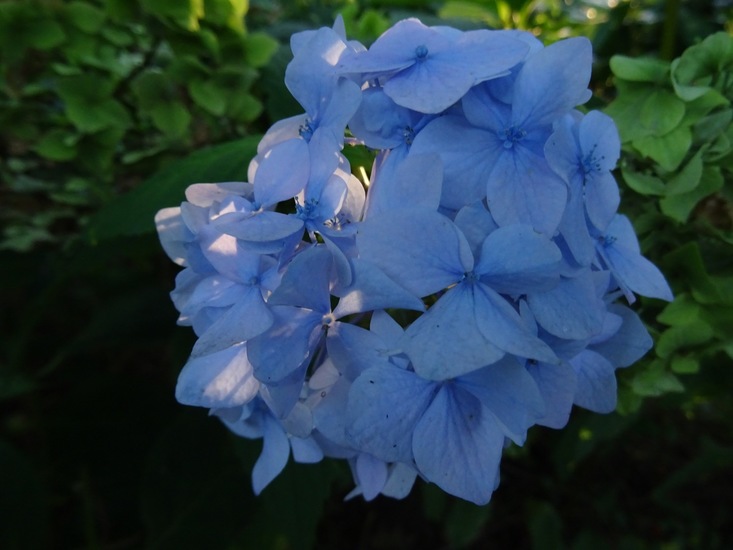 Blauwe Hortensia.