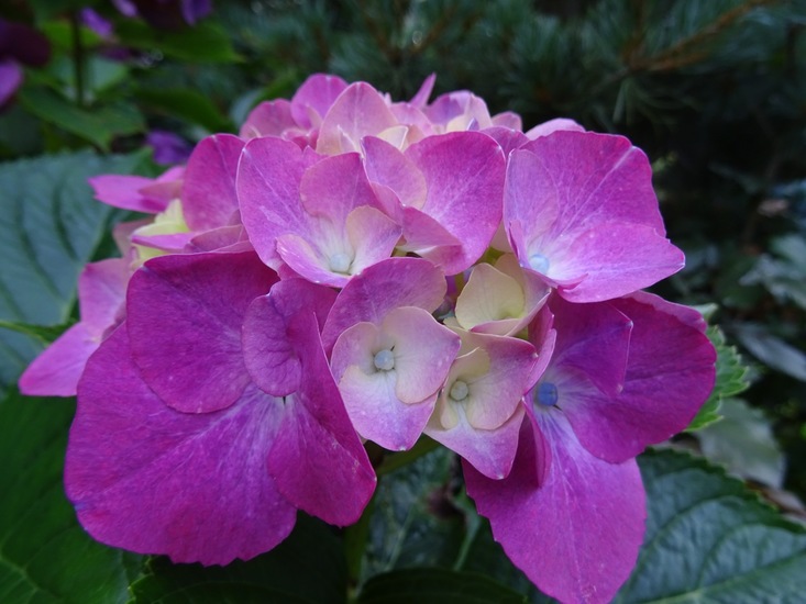 Fel rose Hortensia.