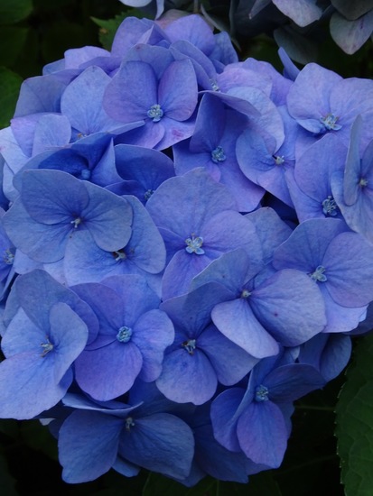Blauwe Hortensia.