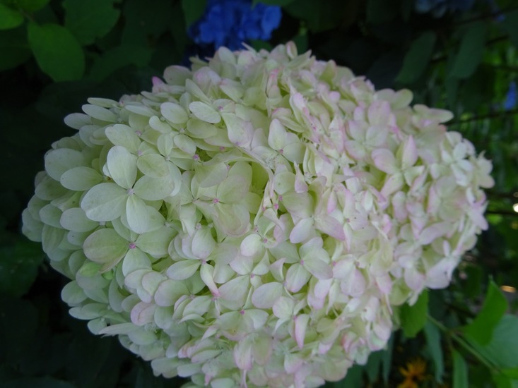 Witte Hortensia.
