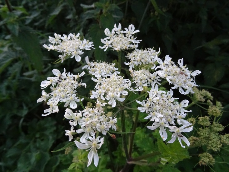 Inheemse Berenklauw.