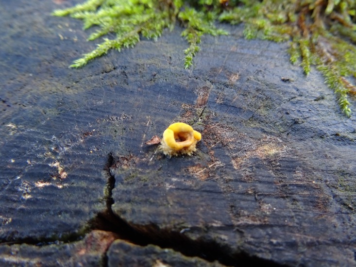 Eenzaam op een afgezaagde boom.