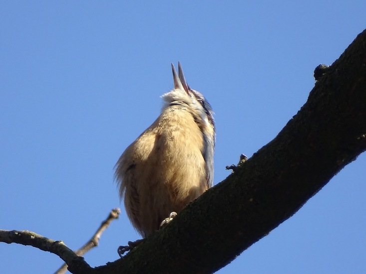 Boomklever zingt het hoogste lied.