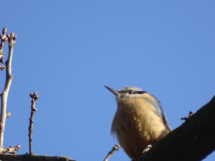 Boomklever tegen een...