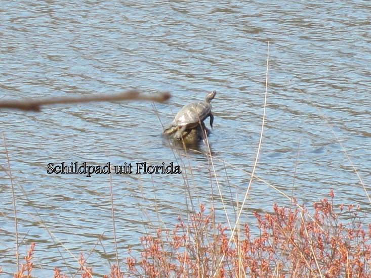 Schildpad.