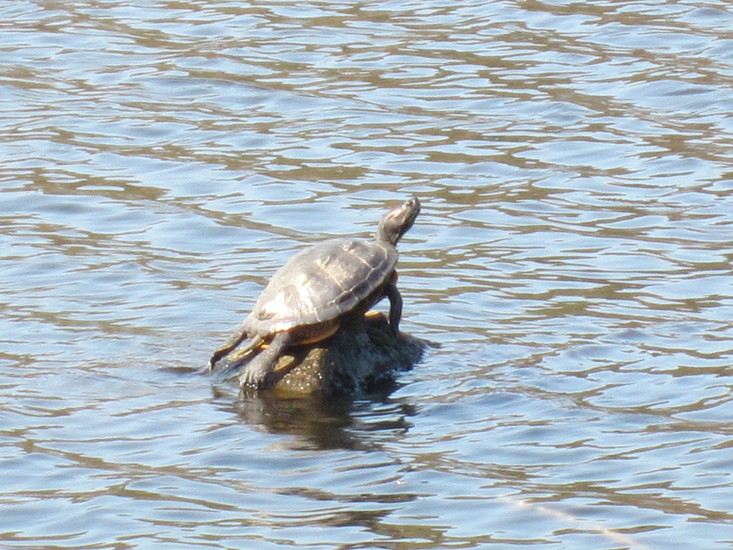 Roodwangschildpad.