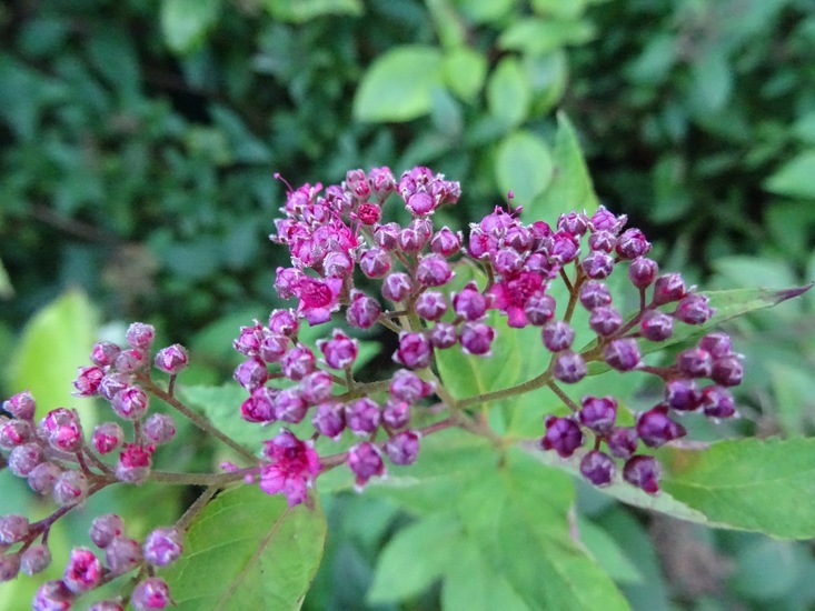 Spirea Japonica.