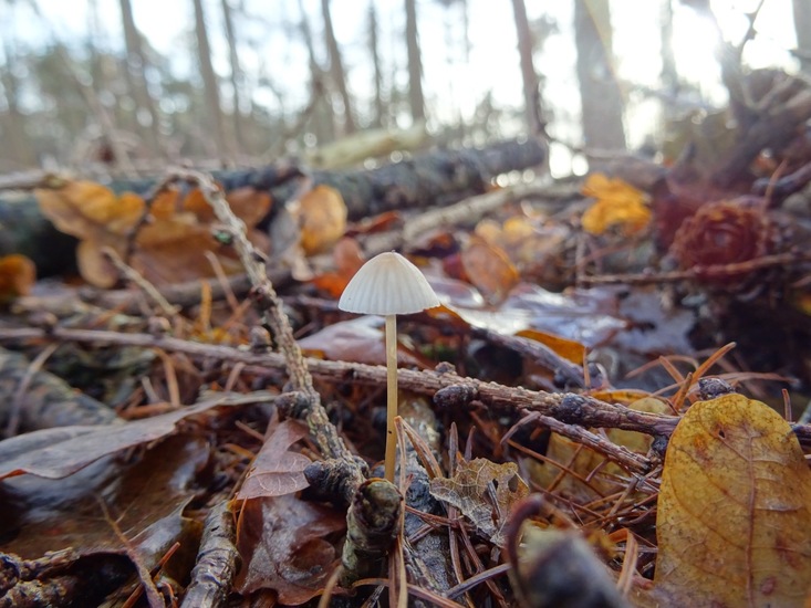 Mycena.