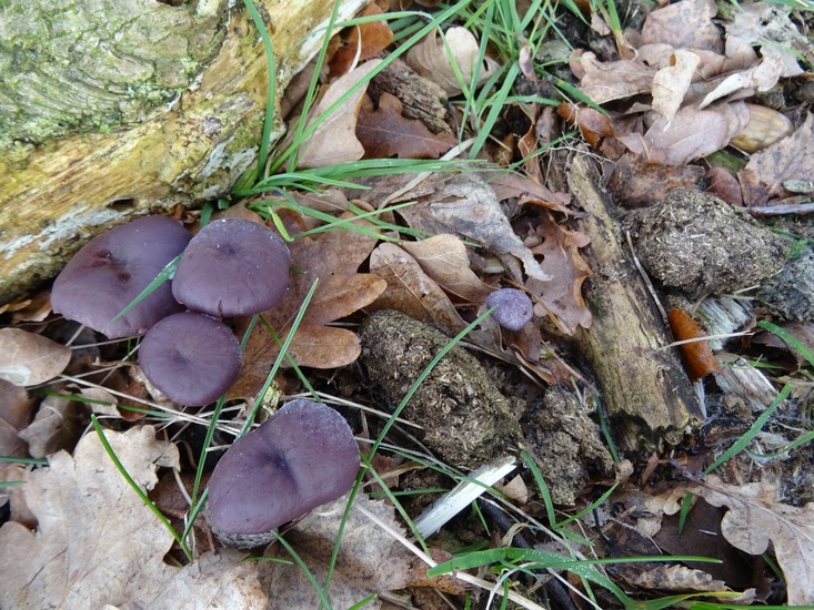 Rode kool zwammetjes.