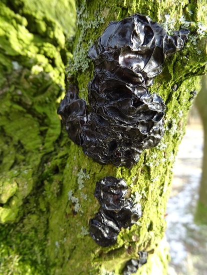 Grote Eikentrilzwam.