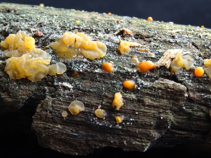 Trilzwam en Meniezwam.