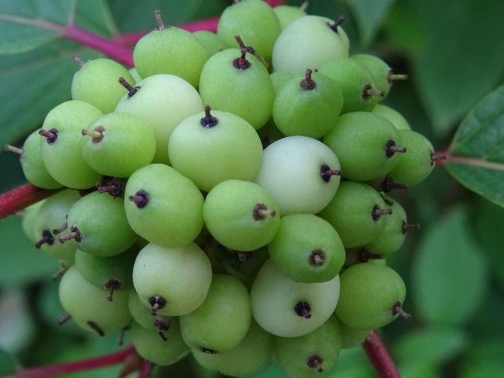 Cornus alba Siberian Dogwood Cornaceae