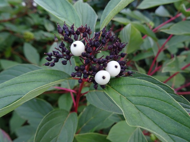Cornus soort.