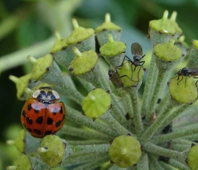 Veelkleurig lieveheersbeestje.