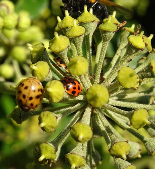 Veelkleurig lieveheersbeestje.