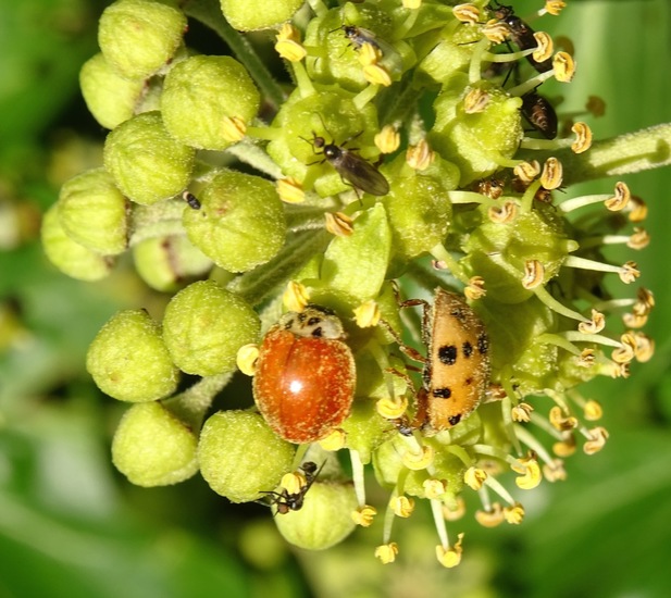 Veelkleurig lieveheersbeestje.