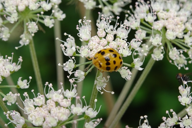 Veelkleurig lieveheersbeestje.
