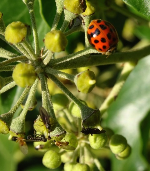 Veelkleurig lieveheersbeestje.