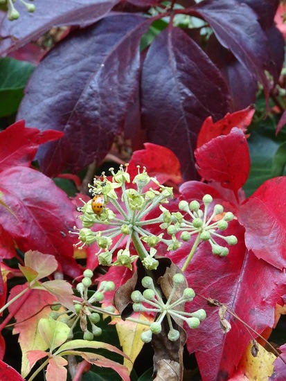 Veelkleurig lieveheersbeestje.