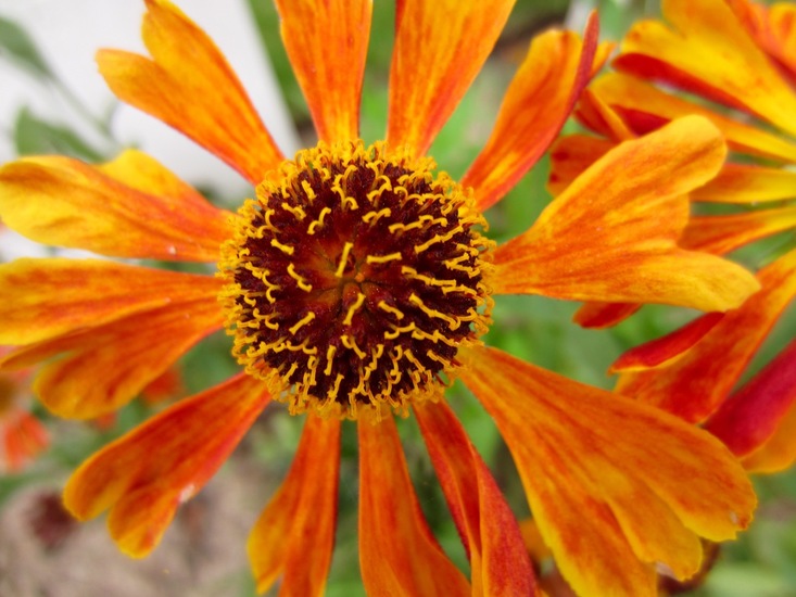 Helenium of zonnekruid.