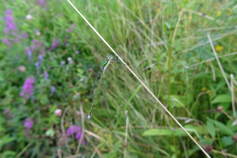 Tengere Pantserjuffer.