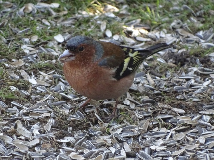 Vink in de tuin.