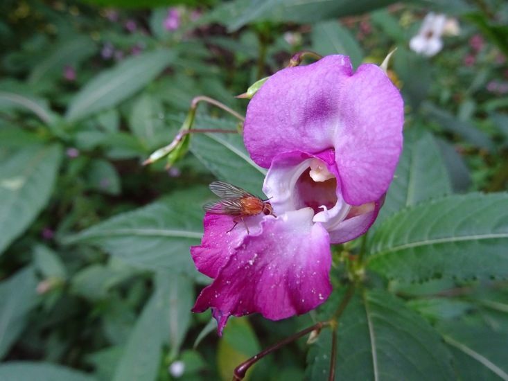 Reuzenbalsemien, Impatiens glandulifera en Thricops sp. een Muscidae
