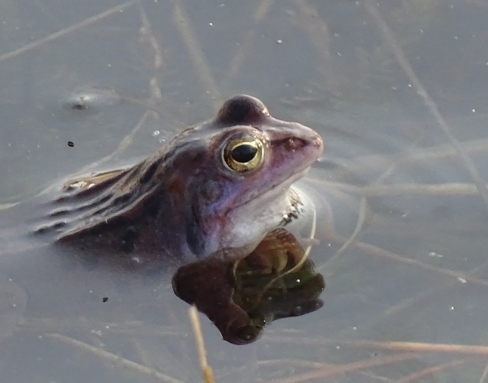 Heidekikker, De Moer.