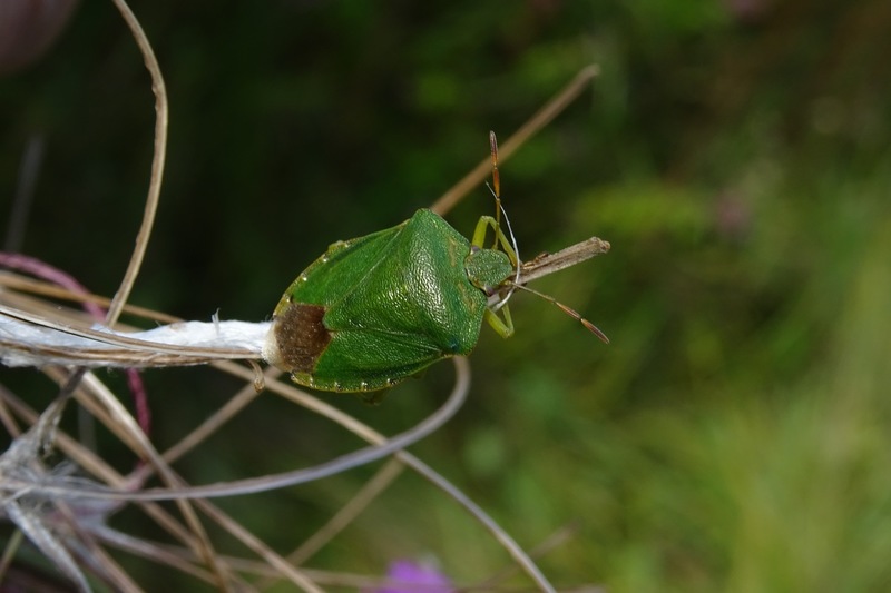 Wants, (Arthropoda).