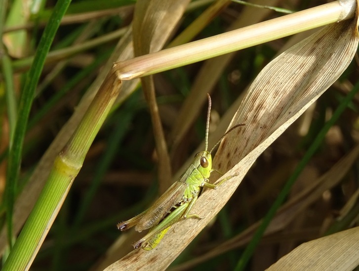 Moerassprinkhaan.