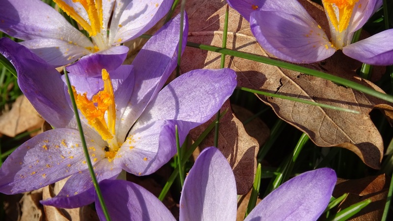 Krokusjes.