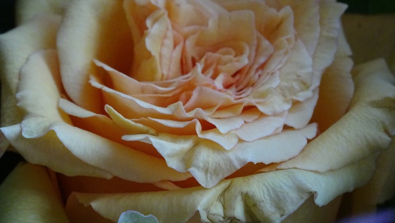 Roos in de hoofdrol.