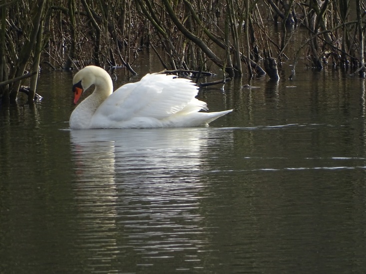 Ze blijven verbazen.