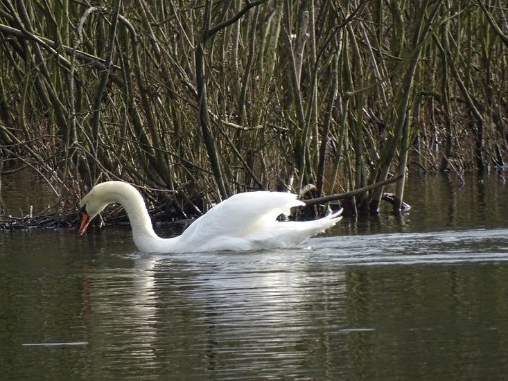 In alle houdingen even mooi.