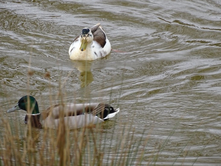 Wilde eend en Soepeend.