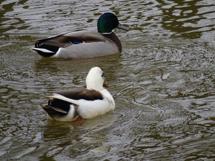 Wilde eend en Soepeend.