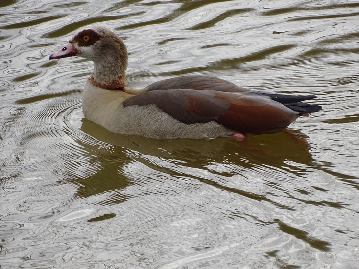 Nijlgans.