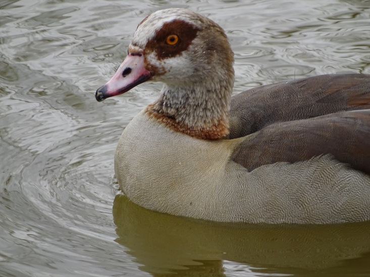 Nijlgans.