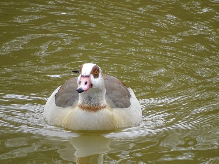 Nijlgans.