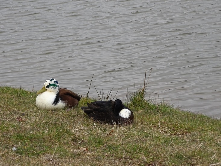 Mutatie van Boereneend.