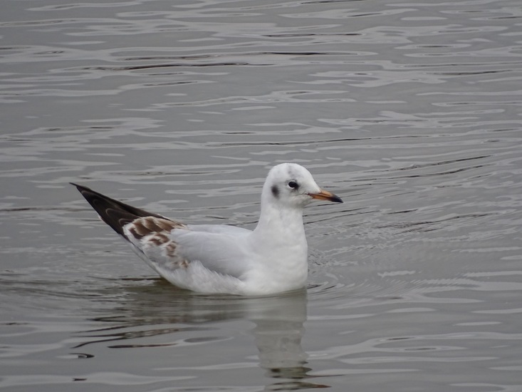 Kokmeeuw in winterkleed.