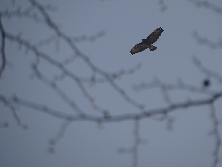 Buizerd.